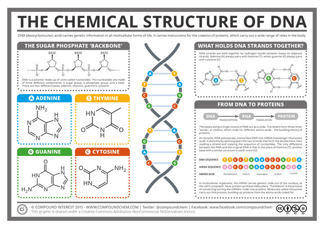 The Chemical Structure of DNA