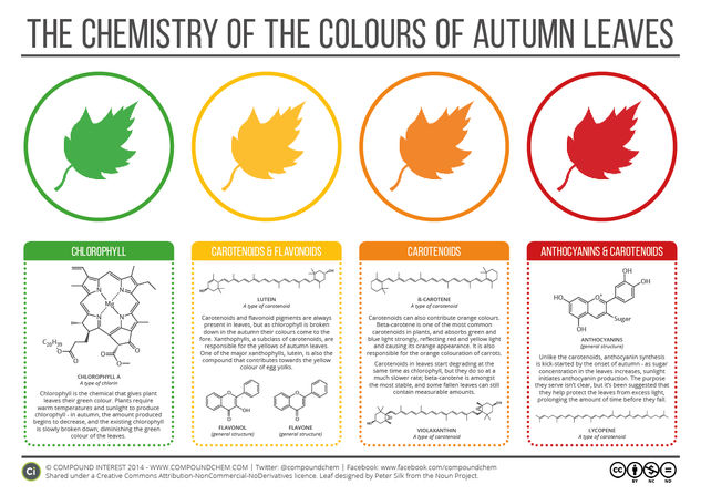 The Chemicals Behind the Colours of Autumn Leaves