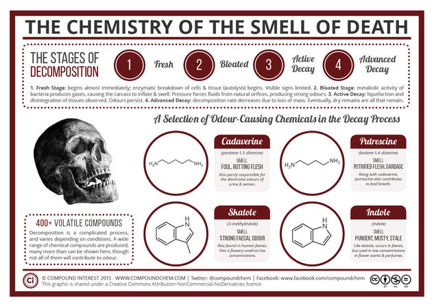 The Chemistry of the Odour of Decomposition