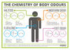 The Chemistry of Body Odours – Sweat, Halitosis, Flatulence & Cheesy Feet