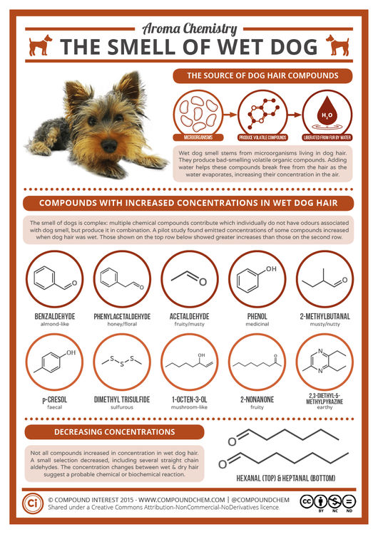 The Chemistry Behind the Smell of Wet Dogs