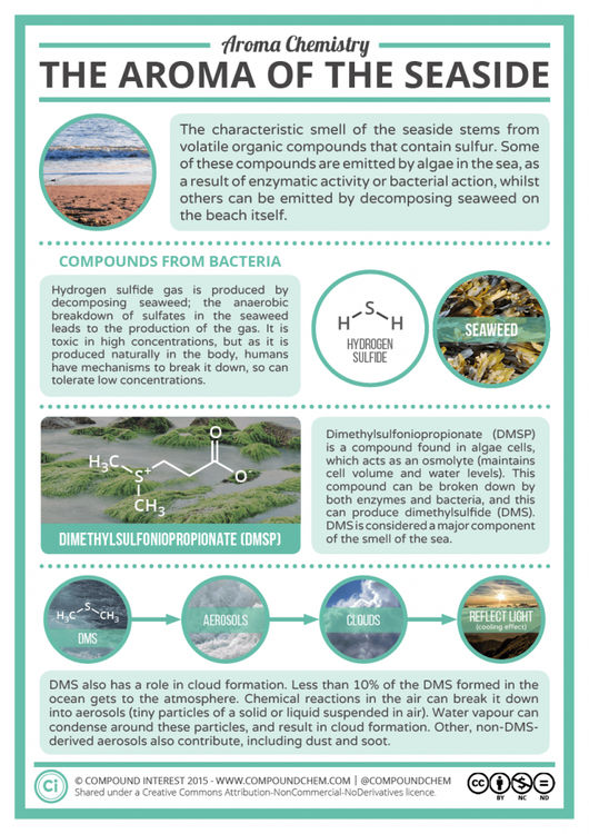 The Chemical Compounds Behind the Scent of the Sea