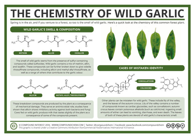 The Chemistry of Wild Garlic
