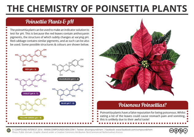 The Chemistry of Poinsettia Plants