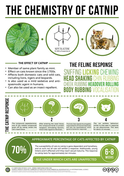 The Chemical Behind Catnip’s Effect on Cats