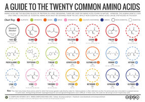 A Brief Guide to the Twenty Common Amino Acids