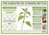 The Chemistry of Stinging Nettles