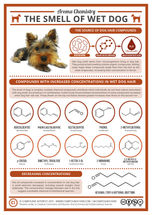 The Chemistry Behind the Smell of Wet Dogs