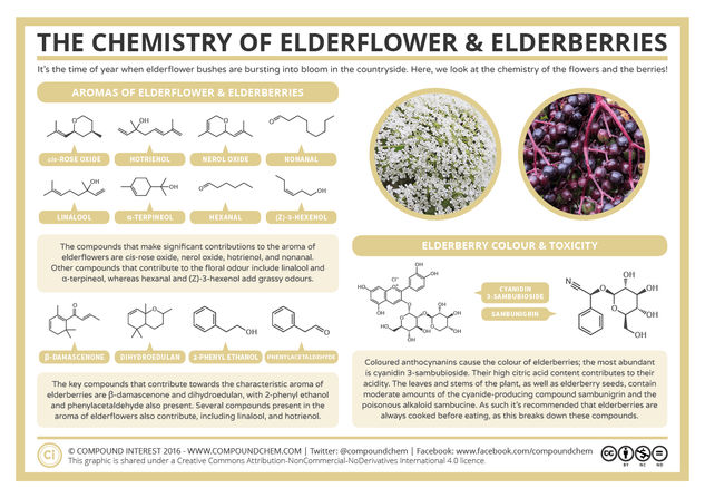 The Chemistry of Elderflowers & Elderberries - Aroma, Colour, & Toxicity