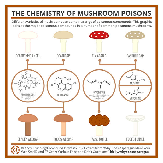 The Chemistry of Poisonous Mushrooms