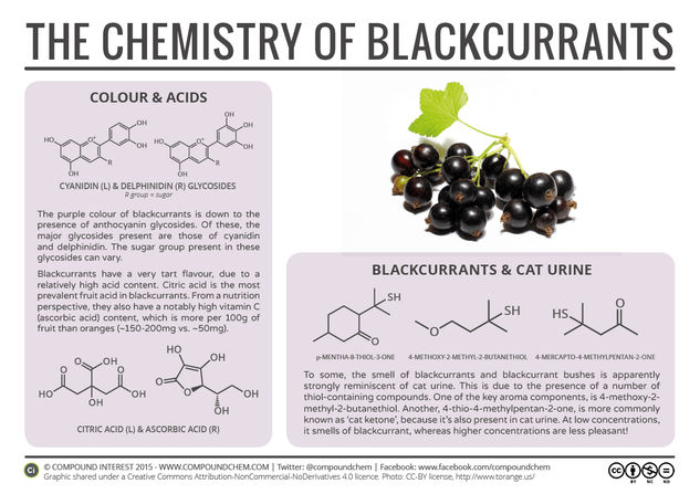 Blackcurrants & Cat Urine