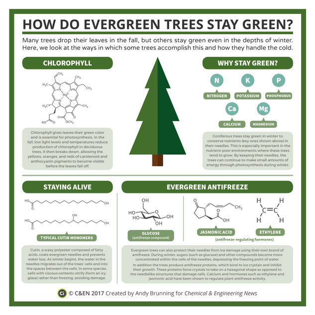 How Do Evergreen Trees Stay Green? – In C&EN