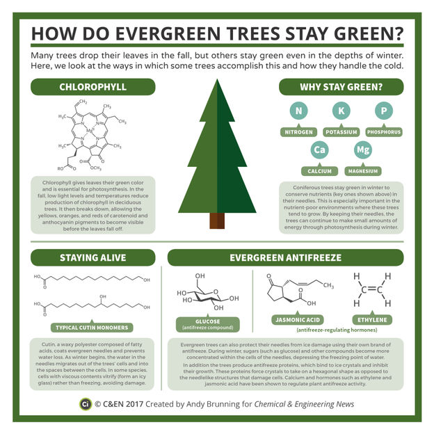 How Do Evergreen Trees Stay Green?