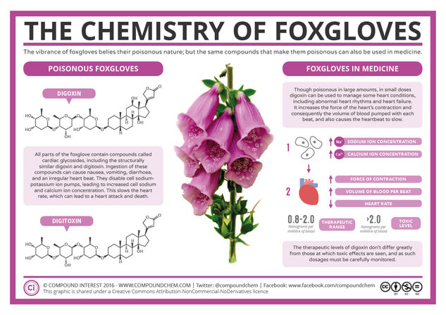 The Chemistry of Foxgloves – Poison & Medicine