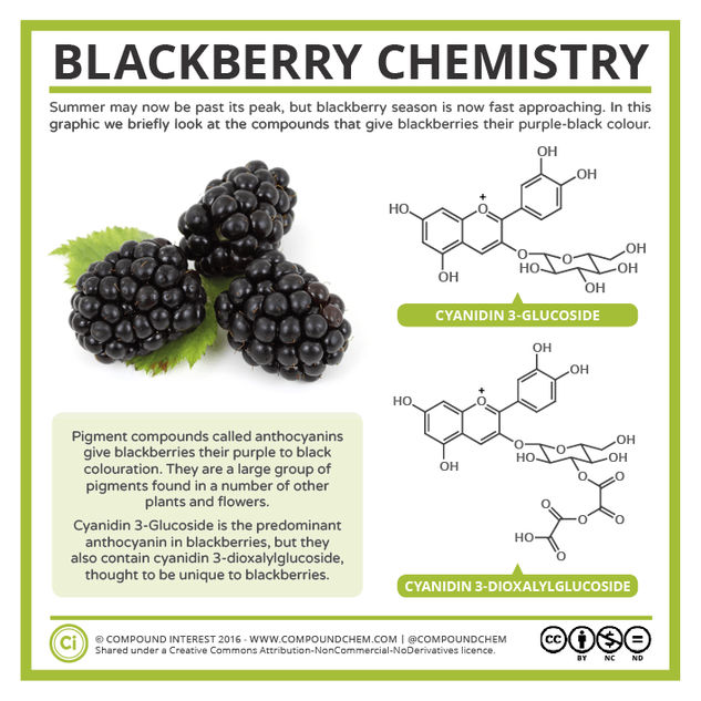 The Chemistry of Blackberry Colour