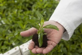 Vom Acker statt aus der Fabrik: Natürliches Süßungsmittel Stevia soll 2016 endgültig marktreif sein
