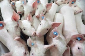 "Die Lebensmittelwirtschaft" auf der Photokina mit der Fotoausstellung: "Pigs-Schweine" / Das reale Bild der Sau - jenseits der Werbeidylle
