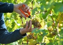 Nach Turbolese gute Weinqualitäten im Keller