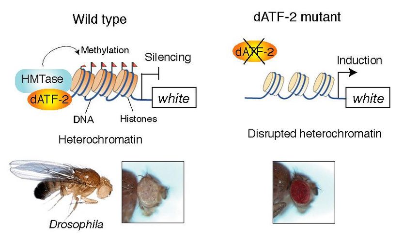 Heterochromatin formation