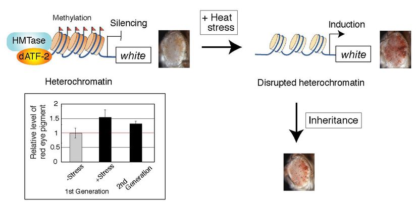 Disrupted heterochromatin