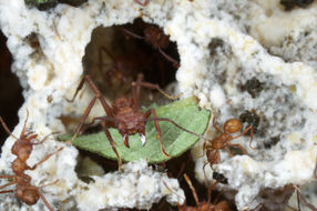 Leaf cutting ants