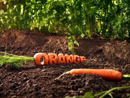 Einzigartige Einblicke in globales Ernährungsverhalten: Natürlichkeit zählt