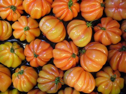 Tomatenverzehr bleibt mit 25 Kilogramm konstant