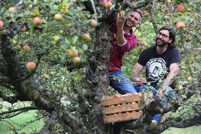 Apfelwein in hart - Der neue Apfelschnaps von „Born In The Wetterau“