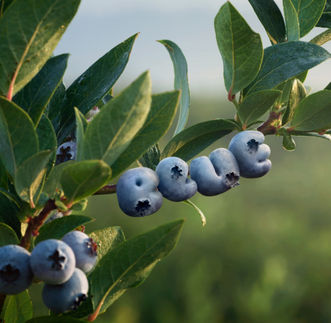 Konsumentenbedürfnisse im Fokus: GNT präsentiert Clean-Label-Lösungen auf der FI-Europe