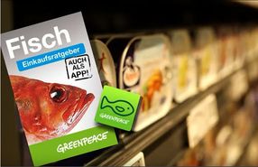 Greenpeace veröffentlicht aktualisierten Fischratgeber