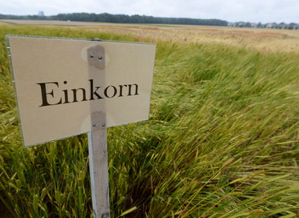 Alte Weizenarten: Einkorn, Emmer, Dinkel fördern die Sehkraft und senken das Cholesterin