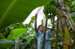 Fairtrade auf der Biofach-Messe: Schwerpunkt Mensch, Blickpunkt Umwelt / Neue EU-Biorichtlinie gefährdet Kleinproduzenten in Entwicklungsländern. Auf dem deutschen Markt tragen alle Fairtrade-Bananen auch ein Bio-Siegel. Die fairen Bio-Bananen kommen beispielsweise aus Peru.