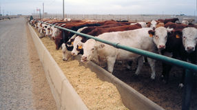 Der Import von Hormonrindfleisch ist in den vergangenen Jahren massiv angestiegen. STS-Medienmitteilung "Importiertes Dopingfleisch": Masttiere in den Feedlots werden überwiegend mit Getreide gefüttert.