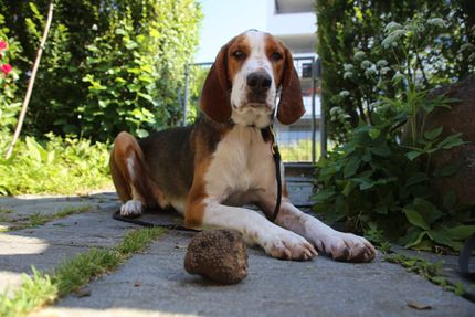 Truffle dog "Miro", owned by co-author Simon Egli, with a Burgundy truffle he found in Switzerland.