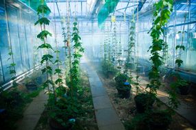 Die Hopfenzüchtung an der Universität Hohenheim soll neue Sorten ermöglichen, die an Klimaveränderungen angepasst sind, Resistenzen gegenüber Schädlingen aufweisen und damit zukünftig weniger Pflanzenschutzmitteln benötigen