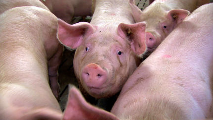 Hepatitis E-Viren im Schweinefleisch