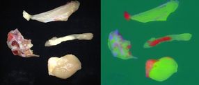 Während im Realbild (links) bei den Hühnerteilen zwischen Fett und Knorpel kaum unterschieden werden kann, werden im CCI-Bild Fleisch (grün), Fett (rot) und Knochen (blau) deutlich voneinander abgehoben.