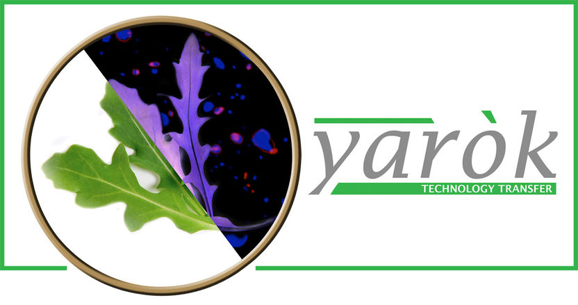 Yarok Technology Transfer
