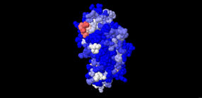 3-D Kalottenmodell eines Sojaantigens. Die von Antikörpern der Patientenseren am häufigsten erkannten Bereiche sind weiß oder sogar rot dargestellt, nicht erkannte Bereiche sind blau eingefärbt.