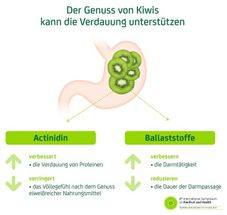 Grüne Kiwis - eine natürliche Verdauungshilfe.