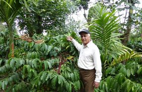 Naturland-Kaffeeanbau in Indien