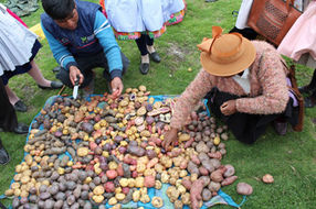 Kleinbauern der Kooperative Agropia kultivieren über 400 verschiedene Kartoffelsorten.