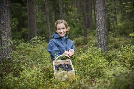 Die wilden Beeren aus den nordischen Ländern werden in den saubersten Wäldern der Welt von Hand gesammelt.