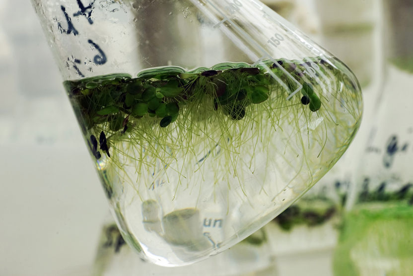 "Entengrütze": Kleine Pflanzen, große Chancen - Wissenschaftler der Universität Jena erforschen das Potenzial von Wasserlinsen