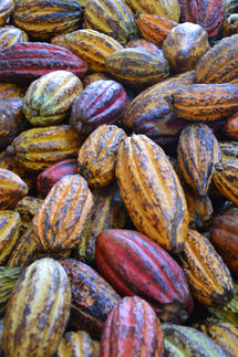 Auf der Zielgeraden: Ritter Sport schneller als geplant mit 100 Prozent nachhaltigem Kakao