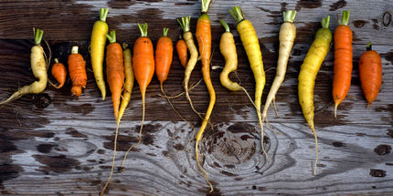 Carrots in many shapes and colours. Variety is an insurance against plant diseases