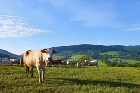 TUD-Lebensmittelchemi­ker entwickeln ein neues Analyseverfahren zum Nachweis von Bio-Milch und artgerechter Ernährung von Milchkühen