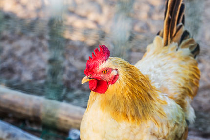 KFC To Stop Selling Chicken With Antibiotics