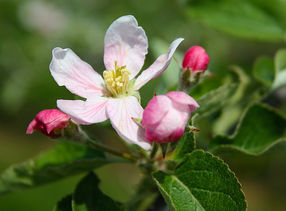 Blühende Apfelbäume - ein willkommener Anblick im Frühling und Gegenstand modernster Forschung.