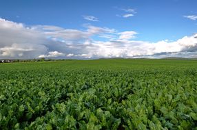 Contract conditions for sugar beet from 2018 settled